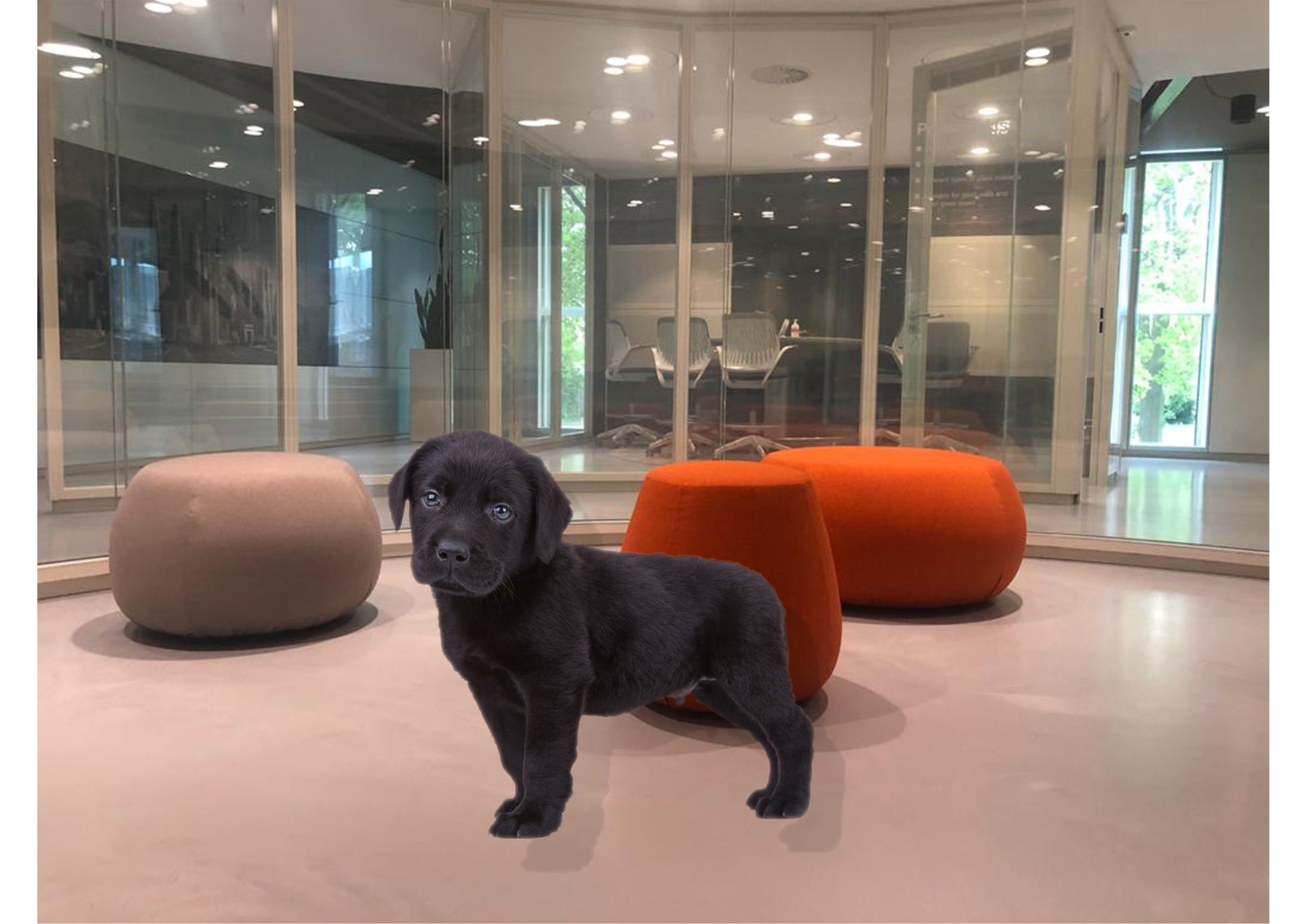 更新：辅助犬 Rakker！